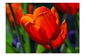 Tulpen F 01